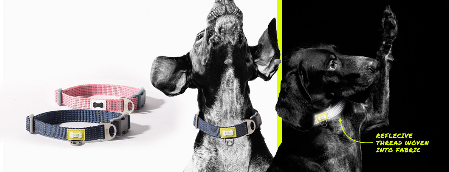 dog with dog collar dog leash and dog waste bag in city with dog parent