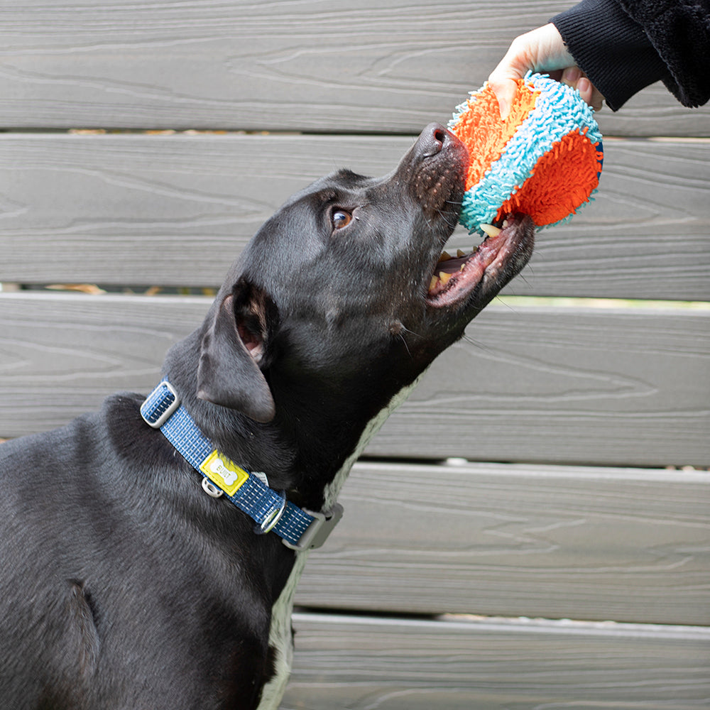 Nightsafe™ Dog Collar